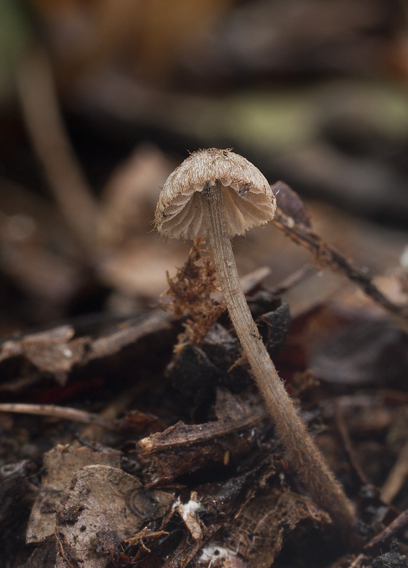 Entoloma strigosissimum